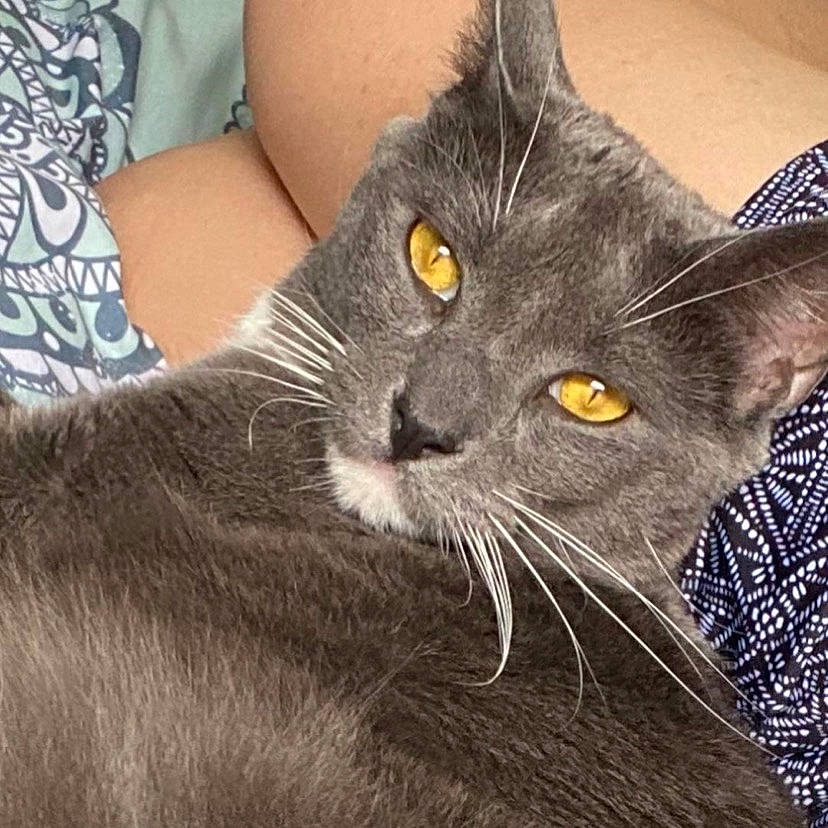 Laika joined the competition — help win amazing prizes! asian, black_cat, british_shorthair, burmese, carnivore, cat, chartreux, close_up, domestic_short_haired_cat, european_shorthair, eye, felidae, fur, korat, mammal, nebelung, russian_blue, small_to_medium_sized_cats, snout, whiskers