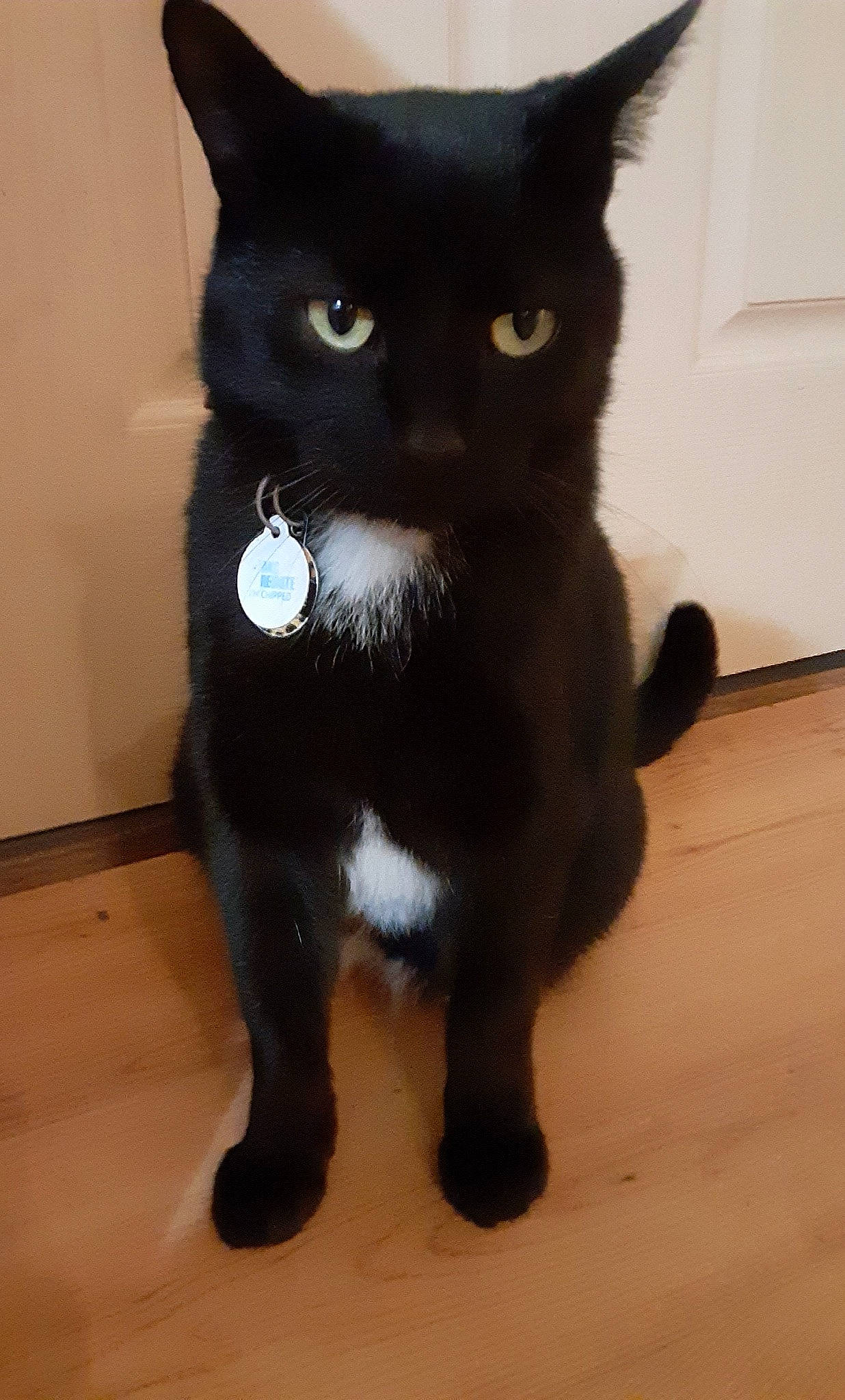 Chocolate joined the competition — help win amazing prizes! asian, black, black_cat, bombay, burmese, carnivore, cat, domestic_short_haired_cat, eye, felidae, fur, german_rex, kitten, mammal, polydactyl_cat, small_to_medium_sized_cats, snout, tail, vertebrate, whiskers