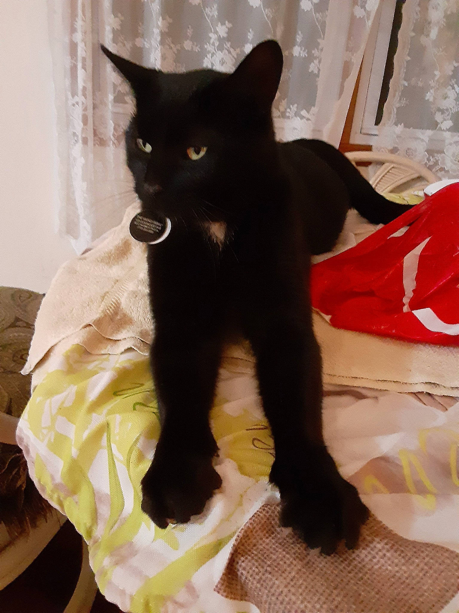 Chocolate joined the competition — help win amazing prizes! asian, black, black_cat, bombay, burmese, carnivore, cat, domestic_short_haired_cat, felidae, fur, havana_brown, small_to_medium_sized_cats, tail, whiskers