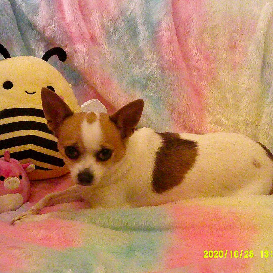 Scarlett joined the competition — help win amazing prizes! canidae, carnivore, chihuahua, companion_dog, dog, dog_breed, fawn, jack_russell_terrier, mammal, miniature_fox_terrier, puppy, rat_terrier, russkiy_toy, teddy_roosevelt_terrier, tenterfield_terrier, toy_dog, toy_fox_terrier, vertebrate