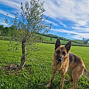 Saya a rejoint le concours — aidez-le/la à gagner de superbes lots ! dog, german_shepherd, grass, tree, field, outdoor, sky, clouds, greenery, animal, pet, nature, canine, mammal, ears_up, alert, daylight, landscape, fence, rural