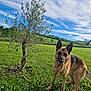 dog, german_shepherd, grass, tree, field, outdoor, sky, clouds, greenery, animal, pet, nature, canine, mammal, ears_up, alert, daylight, landscape, fence, rural