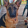 Saya participe au concours pour gagner de l'argent avec cette photo : dog, german_shepherd, puppy, wooden_deck, towel, outdoor, person, chair, sandals, ears, collar, pet, animal, fur, face, eyes, nose, paw, sitting, daylight