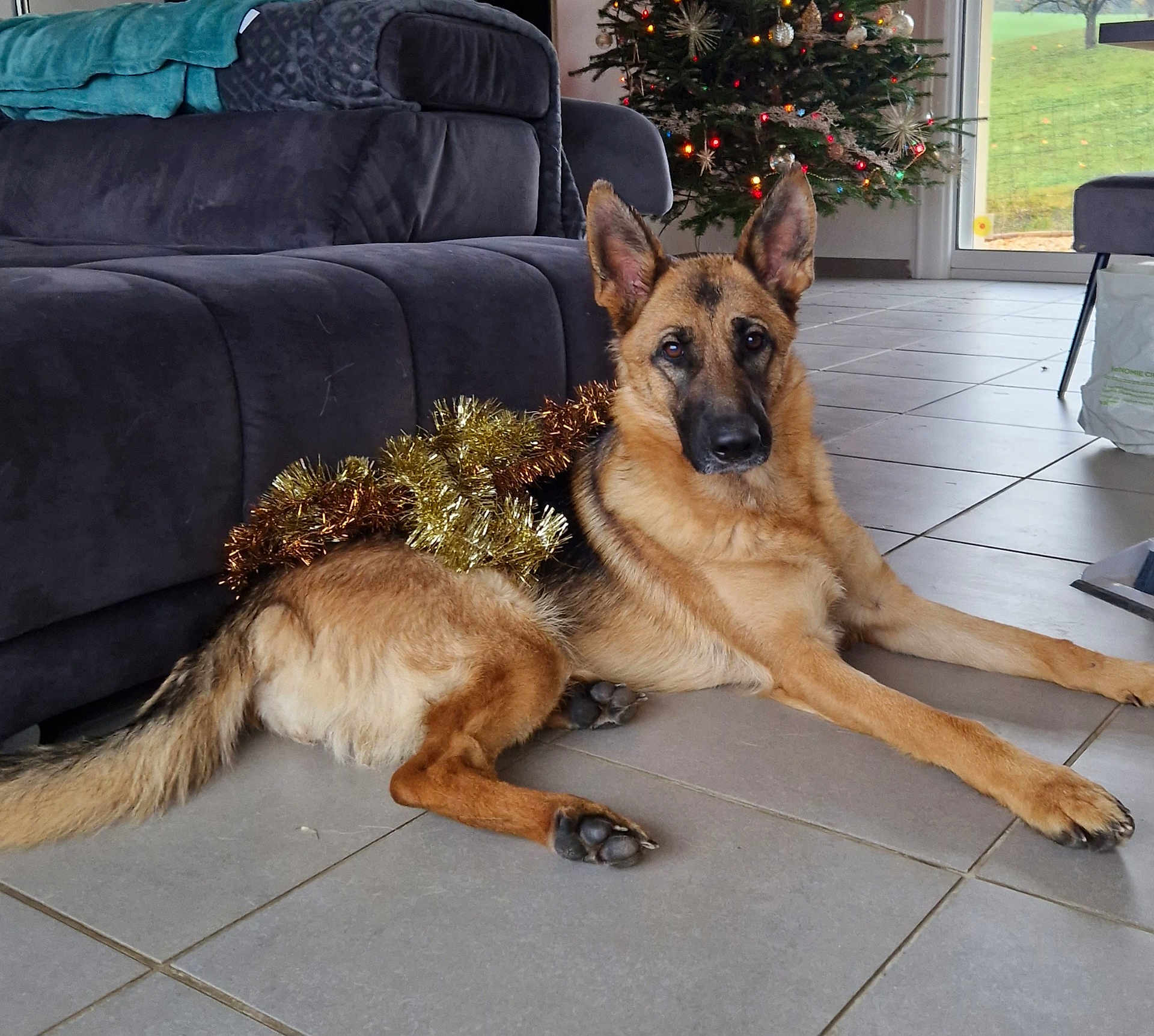 Saya a rejoint le concours — aidez-le/la à gagner de superbes lots ! german_shepherd, dog, tinsel, christmas_tree, holiday_decor, couch, indoor, tile_floor, pet, animal, relaxed, brown_fur, black_fur, ears_up, looking_at_camera, home, living_room, festive, decoration, christmas
