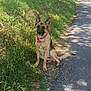 dog, german_shepherd, outdoor, grass, road, tree, sunlight, pet, animal, canine, collar, nature, sitting, tongue_out, ears_up, daytime, greenery, path, sidewalk, happy