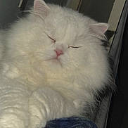 Ti-gars is registered to the contest to win money with this photo: cat, white_cat, fluffy, sleeping, resting, pet, indoor, close_up, soft_fur, cute, domestic_animal, feline, relaxed, cozy, folded_cloth, blue, green, pink_nose, whiskers, ears