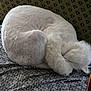 animal, cat, close_up, cozy, curled_up, cute, feline, fluffy, fur, indoor, patterned_background, peaceful, pet, quiet, relaxed, resting, sleeping, soft, texture, white_cat
