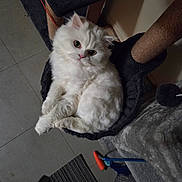 Ti-gars is registered to the contest to win money with this photo: cat, white_cat, fluffy, pet, cat_tree, hammock, indoor, floor, rug, toy, playful, cozy, feline, curious, relaxed, fur, animal, looking_up, home, comfortable