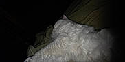 Ti-gars joined the competition — help win amazing prizes! animal, blanket, cat, comfort, cozy, domestic_animal, feline, fluffy, fur, home, indoor, laying_down, paw, peaceful, pet, quiet, relaxed, resting, sleeping, white_cat