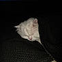 animal, blanket, cat, closeup, comfort, cozy, cute, dark_background, domestic_animal, fur, indoor, knitted_blanket, mammal, pet, quiet, relaxation, resting, sleeping, soft, white_cat