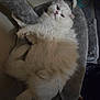 Ti-gars joined the competition — help win amazing prizes! cat, white_cat, fluffy, pet, indoor, cat_tree, toy_mouse, food_bowl, relaxed, feline, animal, fur, cute, cozy, resting, domestic, whiskers, pink_nose, paw, sleepy