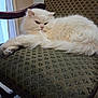 animal, cat, chair, cozy, cute, domestic_cat, feline, fluffy, fur, home, indoor, lazy, long_hair, patterned_chair, pet, pink_nose, relaxed, resting, whiskers, white_cat
