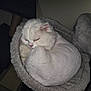 Ti-gars is registered to the contest to win money with this photo: animal, cat, cat_bed, companion, cozy, curled_up, cute, domestic, fur, furry, indoor, mammal, nap, peaceful, pet, relaxed, resting, sleeping, soft, white_cat