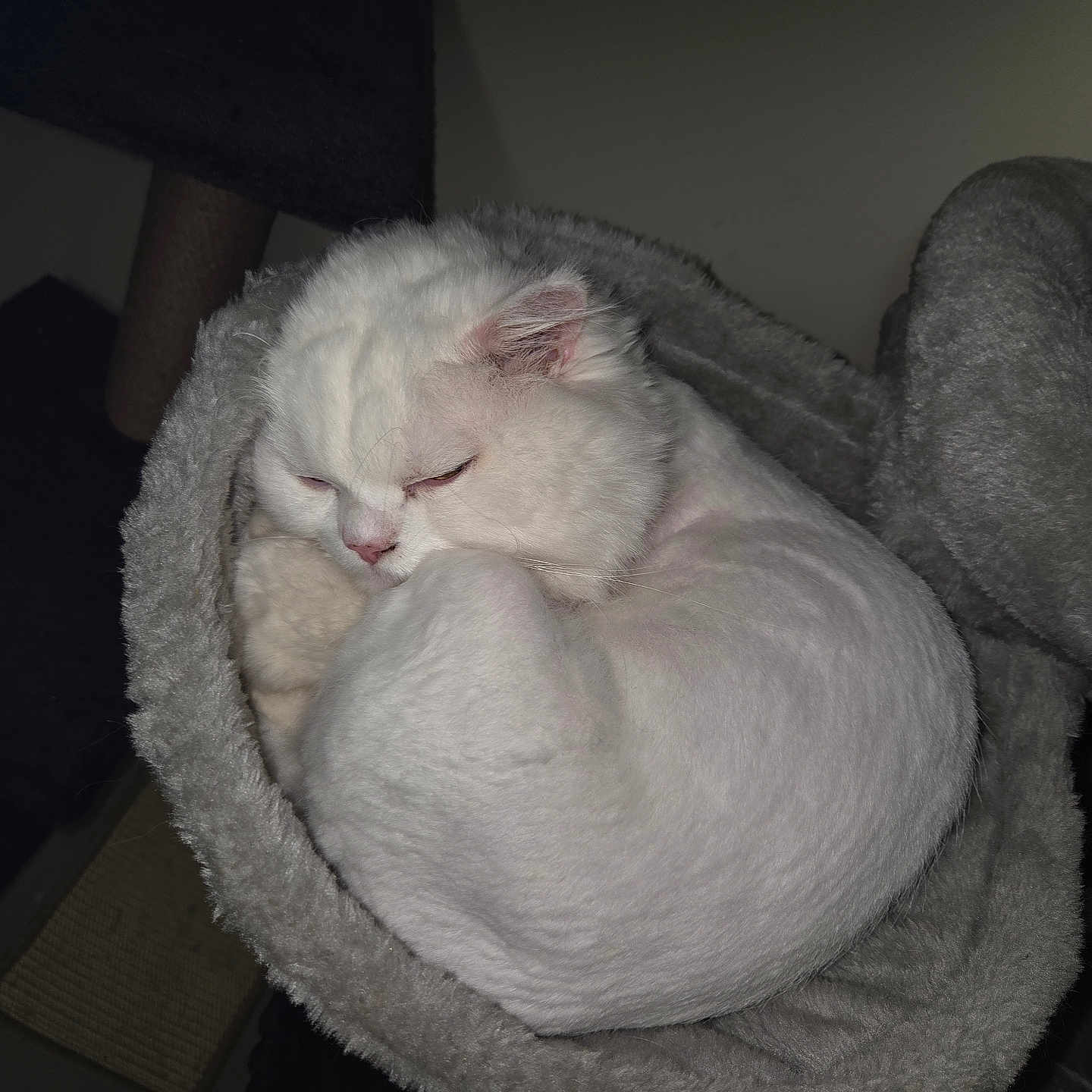 Ti-gars is registered to the contest to win money with this photo: animal, cat, cat_bed, companion, cozy, curled_up, cute, domestic, fur, furry, indoor, mammal, nap, peaceful, pet, relaxed, resting, sleeping, soft, white_cat