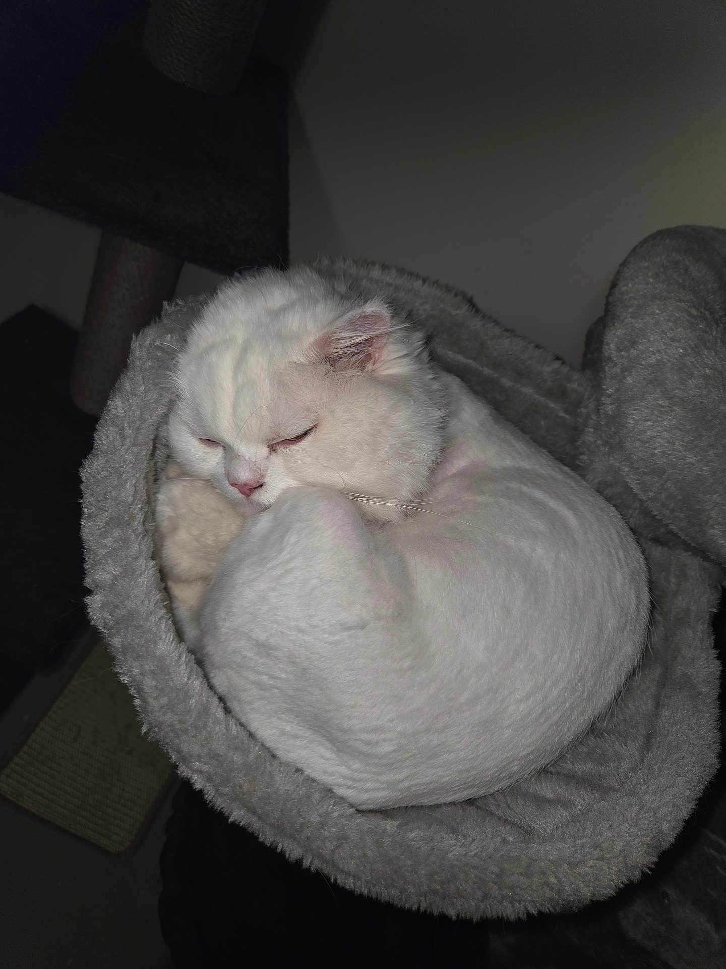 Ti-gars is registered to the contest to win money with this photo: animal, cat, cat_bed, companion, cozy, curled_up, cute, domestic, fur, furry, indoor, mammal, nap, peaceful, pet, relaxed, resting, sleeping, soft, white_cat