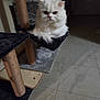 Ti-gars is registered to the contest to win money with this photo: animal, cat, cat_tree, cozy, cute, feline, floor, fluffy, fur, hammock, home, indoor, looking, pet, portrait, quiet, relaxed, resting, shadow, white_cat