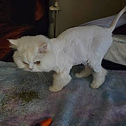 Ti-gars a rejoint le concours — aidez-le/la à gagner de superbes lots ! animal, blanket, cat, catnip, cozy, curious, domestic_cat, feline, fur, furniture, home, indoor, paw, pet, resting_place, shaved, tail, toy, whiskers, white_cat