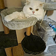 Ti-gars participe au concours pour gagner de l'argent avec cette photo : animal, cat, cat_hammock, cat_tree, cozy, cute, feline, floor, fluffy_cat, fur, golden_eyes, home, indoor, pet, relaxed, resting, scratching_post, toy, whiskers, white_cat