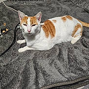 Neptune a rejoint le concours — aidez-le/la à gagner de superbes lots ! cat, orange_and_white, laying_down, blanket, indoor, pet, feline, soft_texture, relaxed, sleepy, fur, whiskers, ears, face, toy, cables, bedroom, resting, cozy, animal