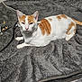 animal, bedroom, blanket, cables, cat, cozy, ears, face, feline, fur, indoor, laying_down, orange_and_white, pet, relaxed, resting, sleepy, soft_texture, toy, whiskers