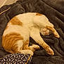 Neptune a rejoint le concours — aidez-le/la à gagner de superbes lots ! cat, orange_and_white, sleeping, resting, cozy, blanket, fur, paw, indoor, relaxed, cute, pet, animal, soft, comfort, feline, napping, warm, home, curled_up