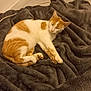 Neptune a rejoint le concours — aidez-le/la à gagner de superbes lots ! cat, orange_and_white, sleeping, blanket, soft, cozy, indoor, feline, pet, resting, fur, paw, bed, comfort, cute, animal, relaxed, domestic_cat, whiskers, ears