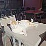 animal, cafe, calm, cat, chair, daylight, empty_chairs, feline, lounge, orange_cat, outdoor, pet, quiet, relaxing, resting, shadow, sunlight, table, white_cat, wooden_floor