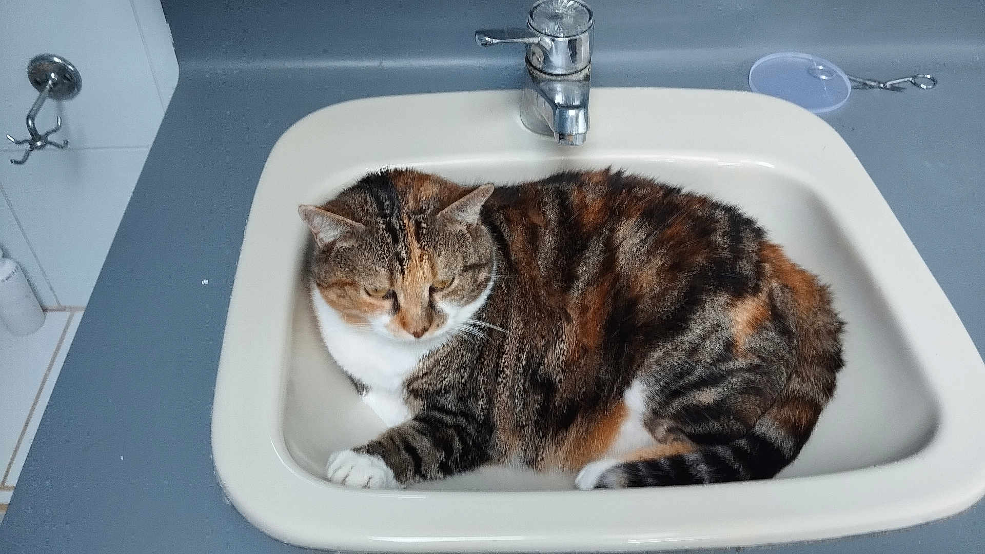 Chanel a rejoint le concours — aidez-le/la à gagner de superbes lots ! cat, tabby_cat, sink, bathroom, faucet, domestic, pet, animal, fur, relaxed, indoor, resting, white, orange, black, gray, striped, cute, cozy, unimpressed