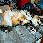 Chanel participe au concours pour gagner de l'argent avec cette photo : cat, calico_cat, pet, indoor, table, wooden_table, stretching, relaxed, feline, fur, paw, whiskers, yellow_eyes, chair, patterned_wallpaper, cozy, home, domestic_animal, resting, cute