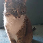 Timimine a rejoint le concours — aidez-le/la à gagner de superbes lots ! cat, tabby, white_paws, indoor, curious, sitting, feline, soft_light, whiskers, yellow_curtain, blue_surface, green_background, pet, animal, fur, ears, eyes, tail, closeup, cozy