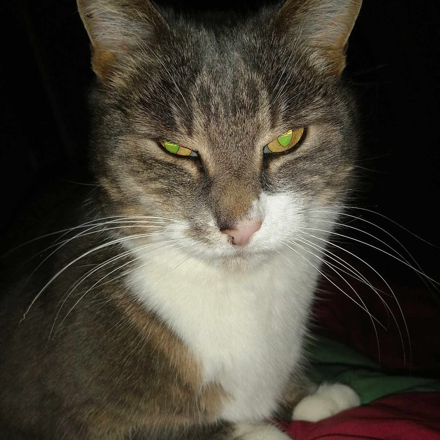 Timimine participe au concours pour gagner de l'argent avec cette photo : alert, animal, cat, closeup, cute, domestic, ears, eyes, feline, fur, indoor, muzzle, nose, paws, pet, portrait, sitting, sleepy, tabby, whiskers