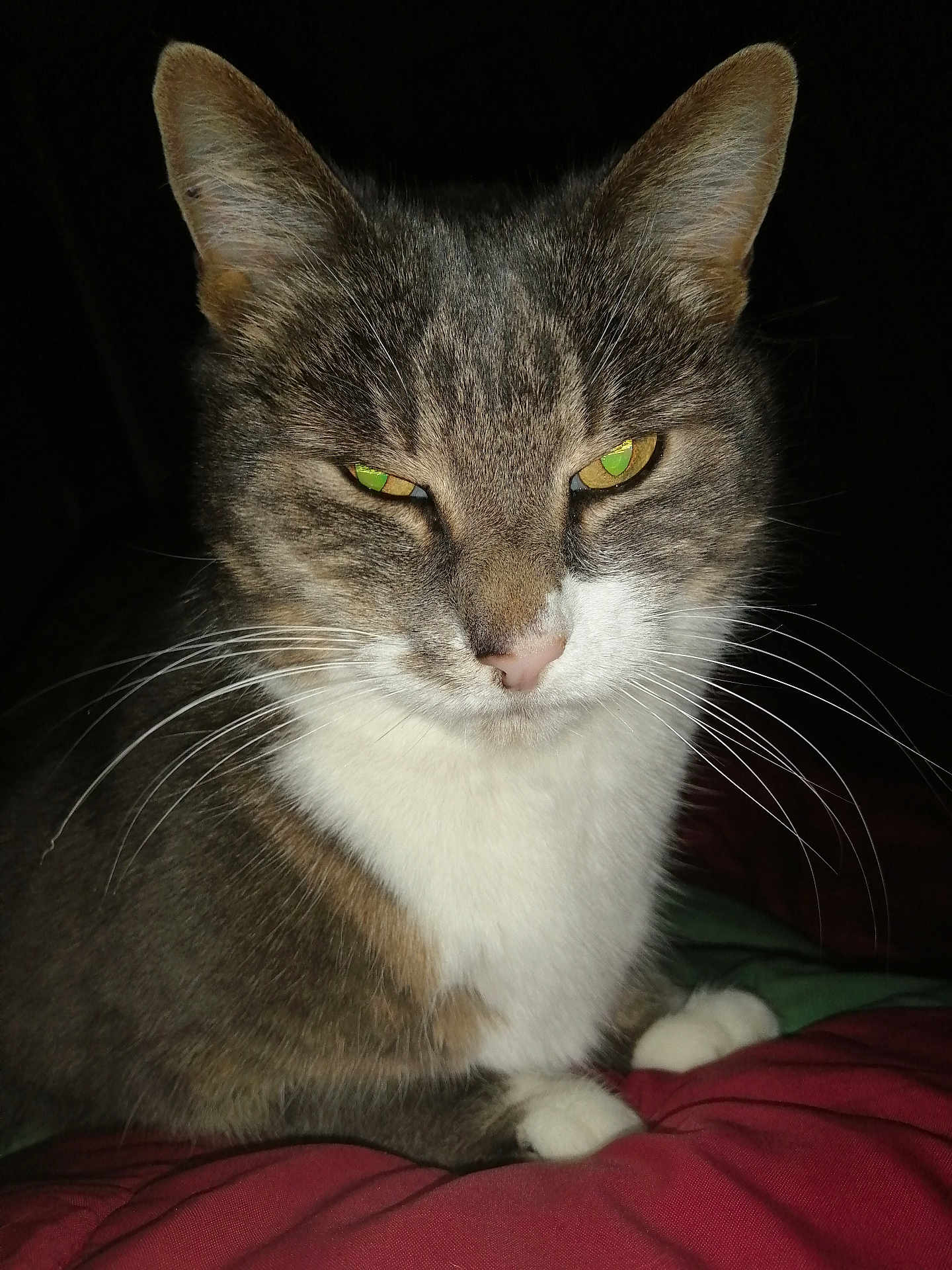 Timimine participe au concours pour gagner de l'argent avec cette photo : cat, tabby, pet, animal, whiskers, ears, eyes, fur, closeup, portrait, indoor, feline, paws, muzzle, nose, alert, sitting, domestic, cute, sleepy