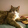 Timimine participe au concours pour gagner de l'argent avec cette photo : cat, tabby, pet, animal, feline, whiskers, fur, relaxed, indoor, blanket, resting, cute, mammal, paw, sleepy, domestic, soft, cozy, face, lying_down