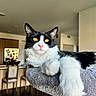 black_and_white, cat, cat_tree, chair, daylight, domestic_animal, feline, fur, furniture, golden_eyes, indoor, interior, living_room, modern, paw, pet, pink_nose, relaxed, whiskers, window