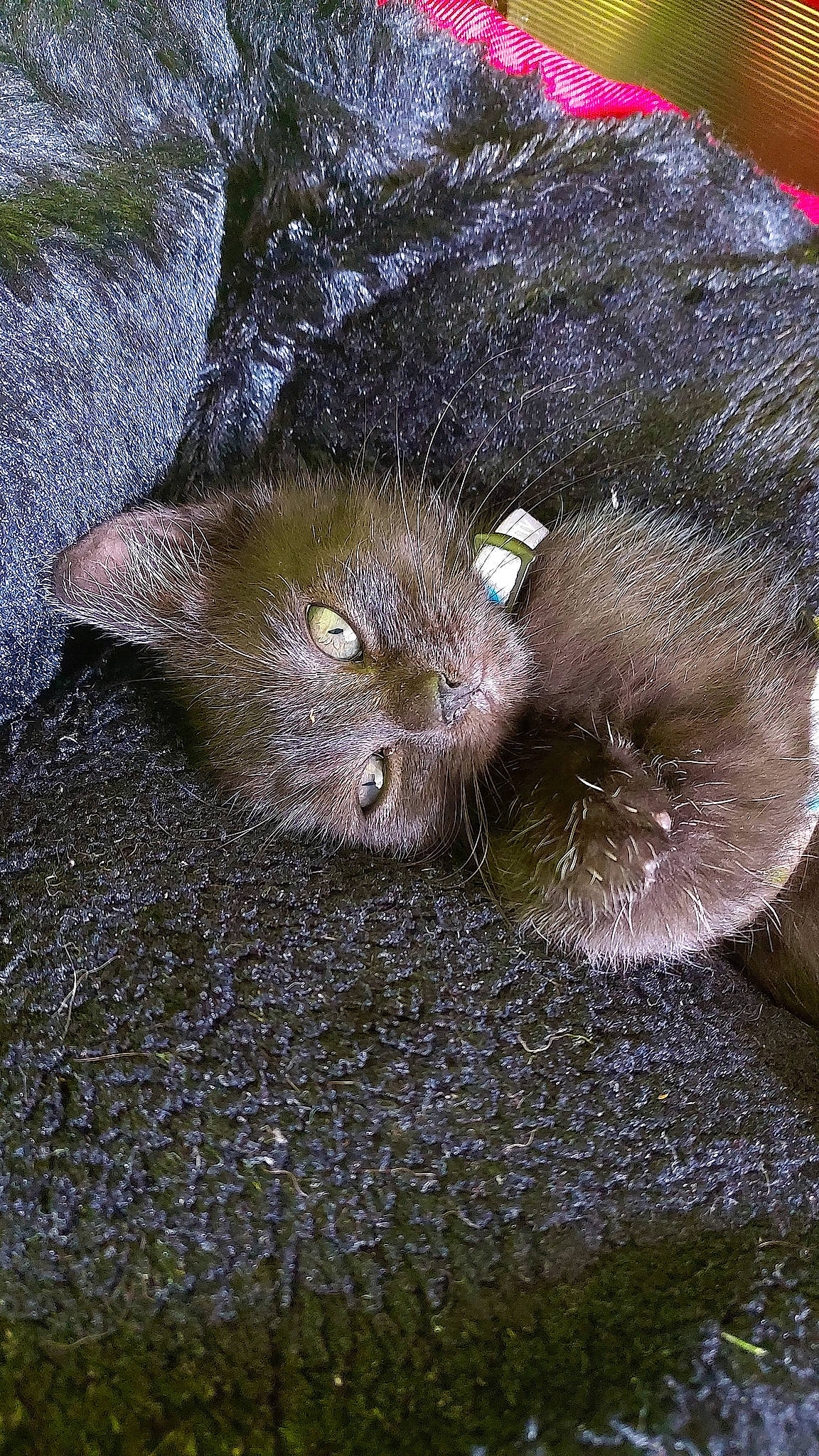 Chance a rejoint le concours — aidez-le/la à gagner de superbes lots ! canidae, carnivore, cat, claw, dog_breed, domestic_short_haired_cat, fawn, felidae, fur, grey, liver, organism, paw, small_to_medium_sized_cats, snout, soil, tail, terrestrial_animal, whiskers, wildlife