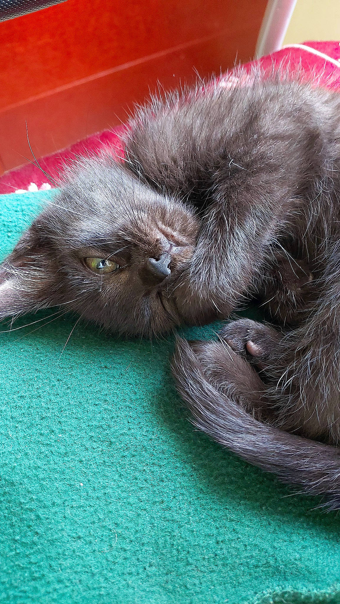 Chance participe au concours pour gagner de l'argent avec cette photo : british_longhair, carnivore, cat, claw, comfort, electric_blue, felidae, foot, fur, grey, liver, nap, natural_material, paw, small_to_medium_sized_cats, snout, sporting_group, tail, terrestrial_animal, whiskers