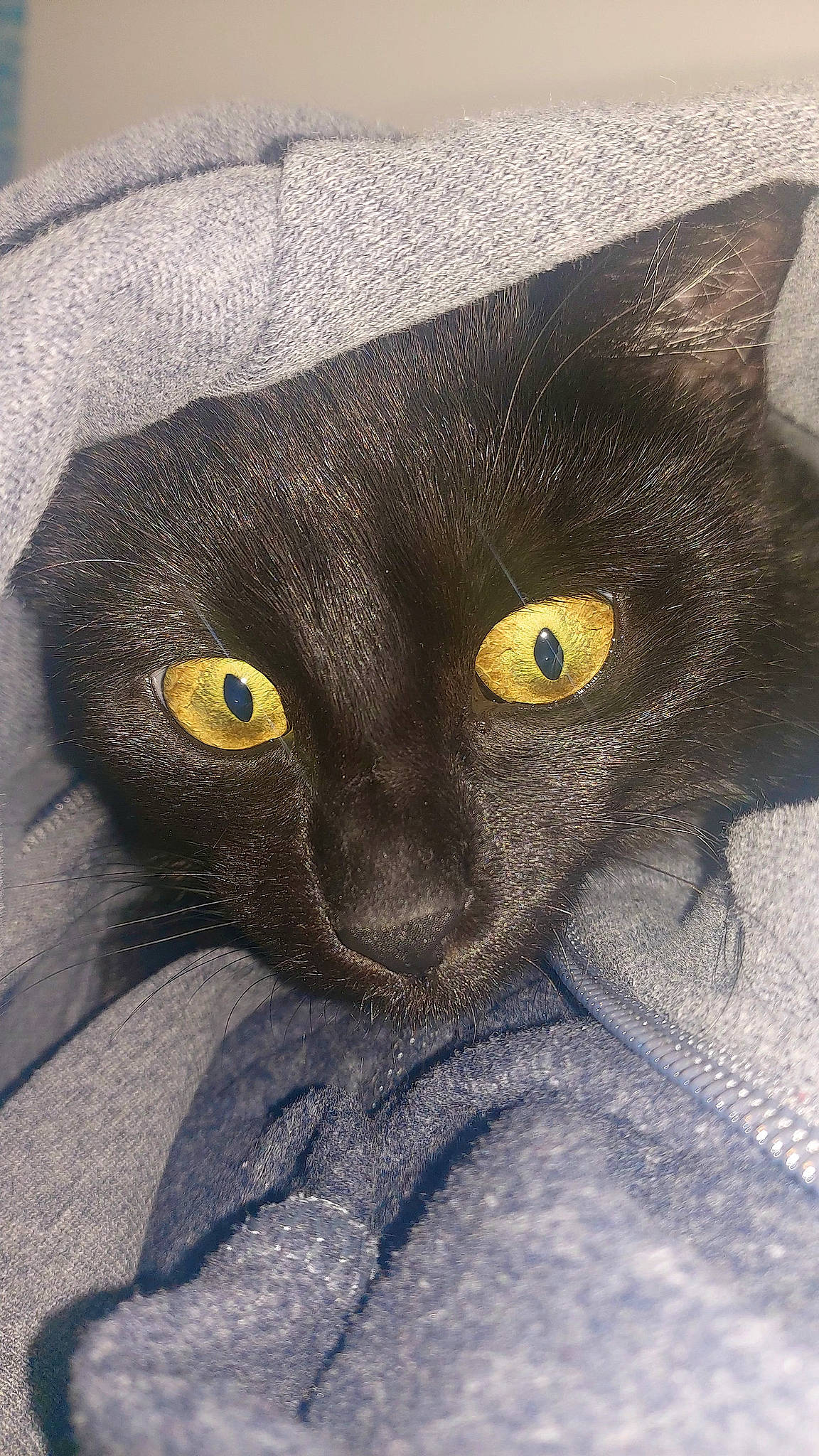 Chance a rejoint le concours — aidez-le/la à gagner de superbes lots ! black_cat, carnivore, cat, comfort, domestic_short_haired_cat, electric_blue, eye, felidae, fur, grey, havana_brown, mammal, small_to_medium_sized_cats, snout, vertebrate, whiskers, yellow