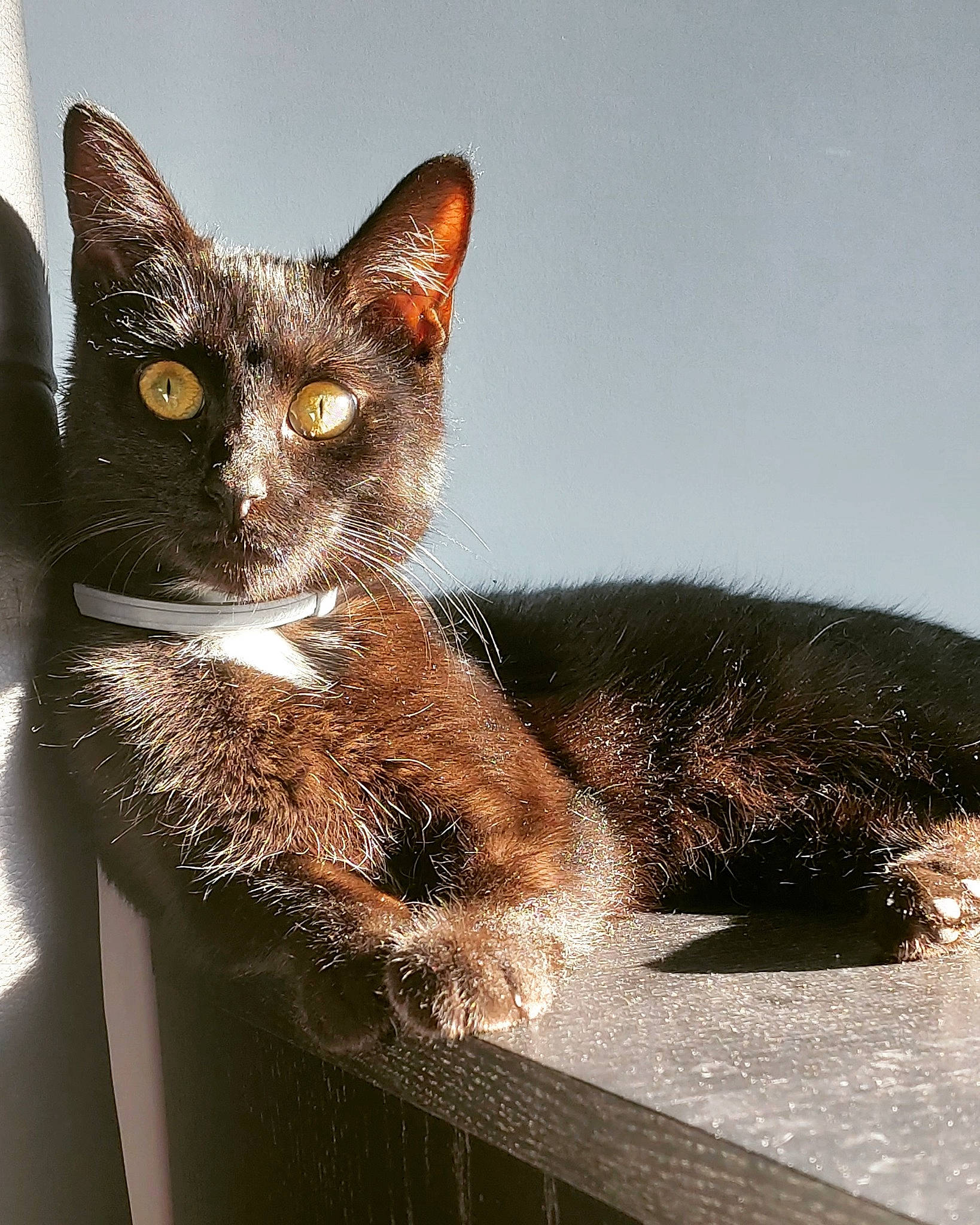 Chance participe au concours pour gagner de l'argent avec cette photo : art, carnivore, cat, cat_supply, domestic_short_haired_cat, fawn, felidae, fur, small_to_medium_sized_cats, snout, tail, whiskers