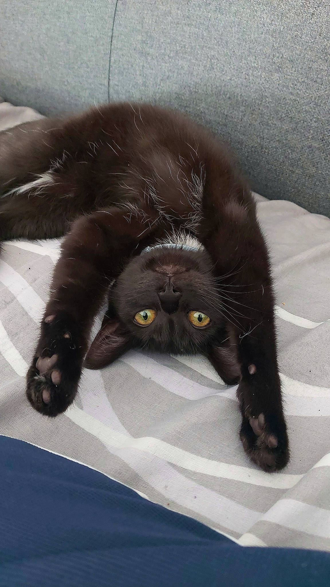 Chance participe au concours pour gagner de l'argent avec cette photo : black_cat, bombay, carnivore, cat, claw, comfort, domestic_short_haired_cat, felidae, fur, grey, paw, small_to_medium_sized_cats, snout, tail, terrestrial_animal, vertebrate, whiskers