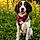 Jake