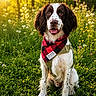 dog, animal, pet, outdoor, grass, wildflower, nature, sunlight, bandana, harness, happy, sitting, brown_and_white, spring, field, forest, smiling, portrait, canine, daylight
