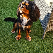 Geordie joined the competition — help win amazing prizes! dog, canine, outdoor, sunlight, grass, green, wicker_chair, shadow, pet, fur, sitting, peaceful, closed_eyes, animal, nature, daylight, relaxation, companion, cute, portrait