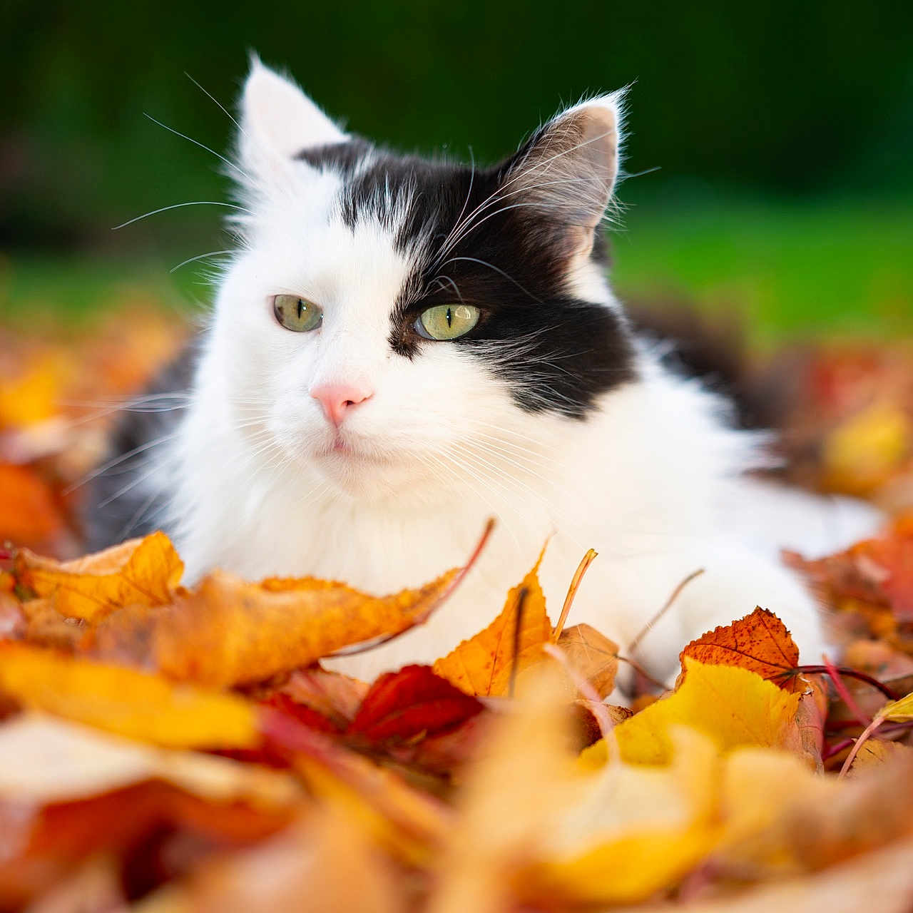 Ramsès participe au concours pour gagner de l'argent avec cette photo : animal, autumn_leaves, black_and_white, cat, close_up, colorful, cute, daylight, fall, fur, green_background, leaf_litter, mammal, nature, outdoor, pet, relaxed, soft_focus, whiskers, wildlife