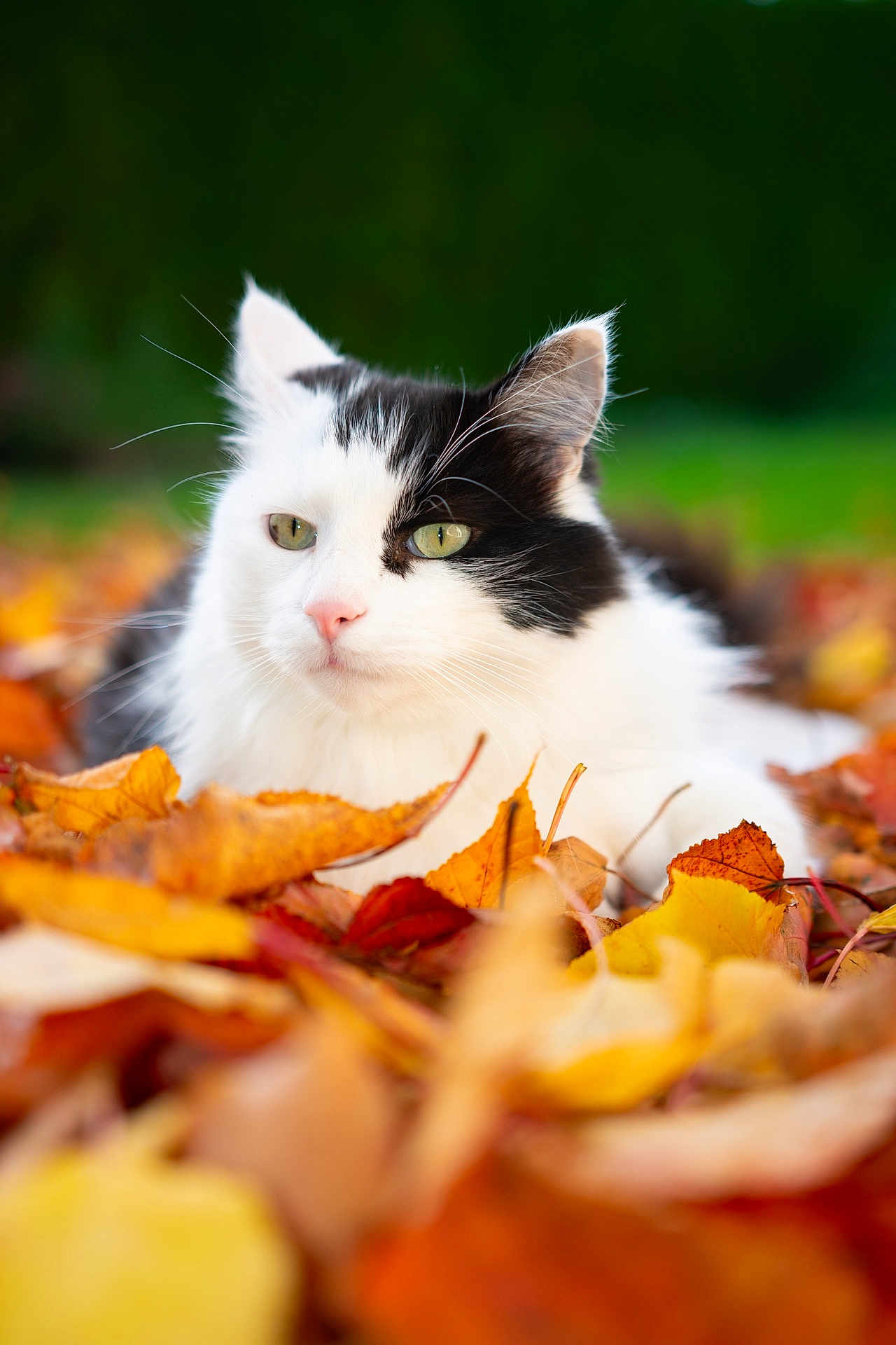 Ramsès participe au concours pour gagner de l'argent avec cette photo : animal, autumn_leaves, black_and_white, cat, close_up, colorful, cute, daylight, fall, fur, green_background, leaf_litter, mammal, nature, outdoor, pet, relaxed, soft_focus, whiskers, wildlife