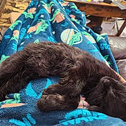 Cole is registered to the contest to win money with this photo: animal, black_cat, blanket, blue_blanket, comfort, cozy, feline, fur, home, indoor, kitten, leather_couch, nap, paper, patterned_blanket, pet, relaxing, rest, sleeping, wooden_table