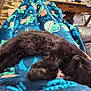 animal, black_cat, blanket, blue_blanket, comfort, cozy, feline, fur, home, indoor, kitten, leather_couch, nap, paper, patterned_blanket, pet, relaxing, rest, sleeping, wooden_table
