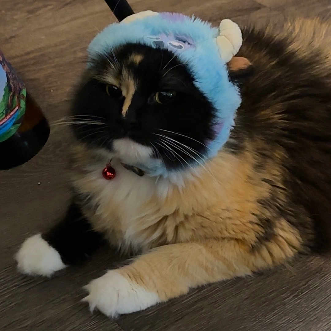 Camry joined the competition — help win amazing prizes! accessories, animal, cat, clothing, cream, dessert, food, furniture, hardwood, hat, icing, indoors, interiordesign, kitten, leash, manx, pet, plywood, strap, wood