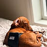 Dash joined the competition — help win amazing prizes! dog, brown_dog, sleeping, bed, blanket, indoor, window, natural_light, curled_up, pet, animal, resting, canine, fur, cozy, diaper, black_wrap, soft_lighting, quiet, peaceful
