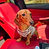Dash joined the competition — help win amazing prizes! dog, dachshund, pet, car_interior, red_seat, striped_shirt, animal, canine, cute, portrait, indoor, sunlight, seat, water_bottle, focus, small_dog, ears, nose, expression, sitting
