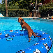 Dash joined the competition — help win amazing prizes! dog, dachshund, pool, inflatable_float, water, sunlight, outdoor, summer, blue, cartoon_pattern, greenery, tree, house, pet, animal, backyard, playful, canine, vacation, relaxation